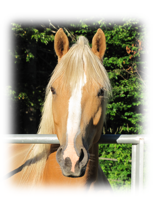 Top Notch Painted Quarter Horse Farm